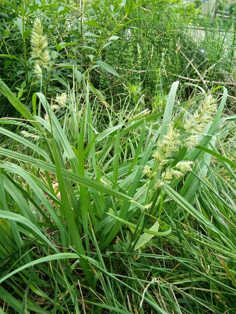 <a href='http://m.fscangbo.com/mucaozhongzi/8.html' target='_blank'>鴨茅草</a>葉子和穗