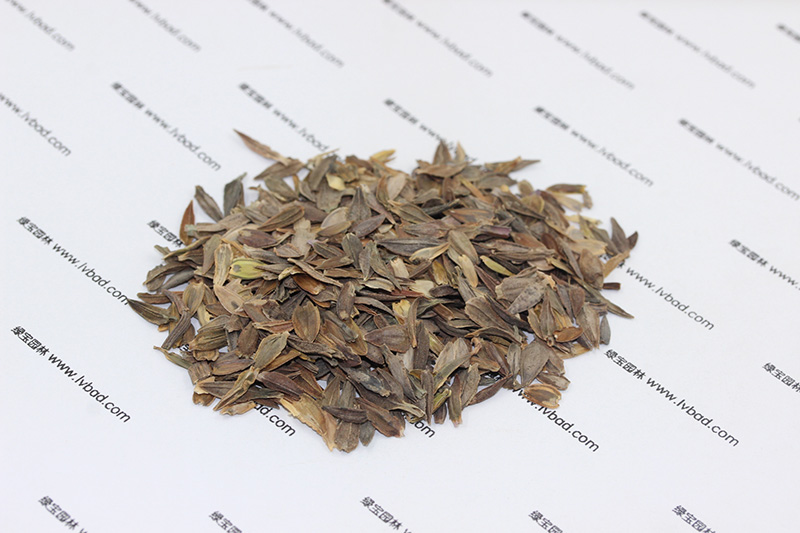 <a href='http://m.fscangbo.com/caohuazhongzi/1020.html' target='_blank'>百日草種子</a> <a href='http://m.fscangbo.com/caohuazhongzi/1020.html' target='_blank'>百日草</a><a href='http://m.fscangbo.com/' target='_blank'>種子</a>