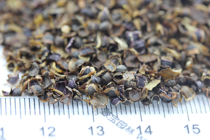 <a href='http://m.fscangbo.com/caohuazhongzi/1568.html' target='_blank'>金雞菊種子</a>