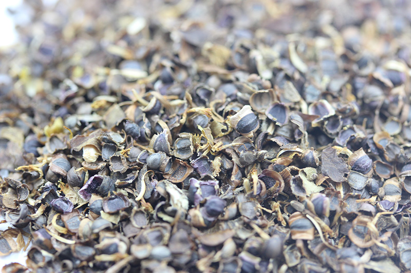 金雞菊<a href='http://m.fscangbo.com/' target='_blank'>種子</a>