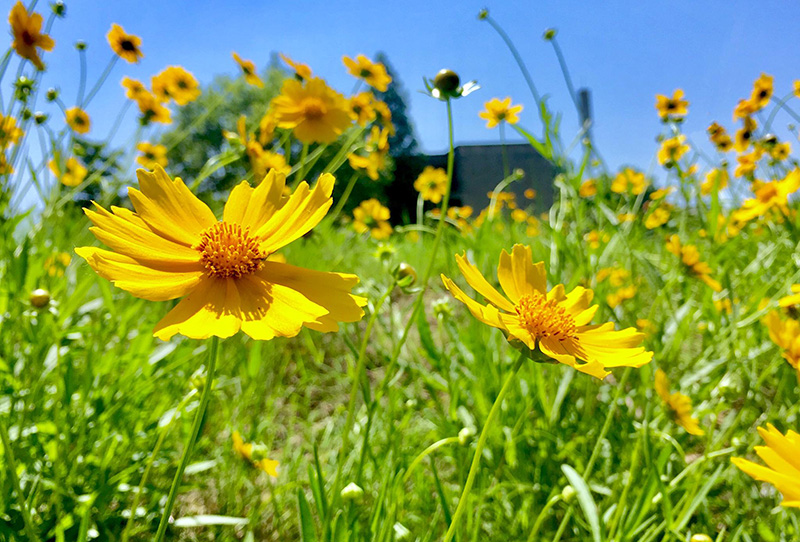 金雞菊開花花朵圖片