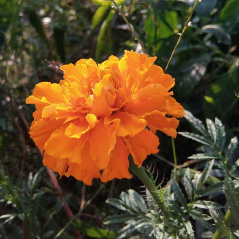 <a href='http://m.fscangbo.com/caohuazhongzi/1631.html' target='_blank'>萬(wàn)壽菊</a>