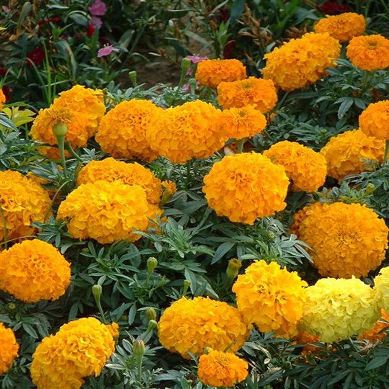 萬(wàn)壽菊