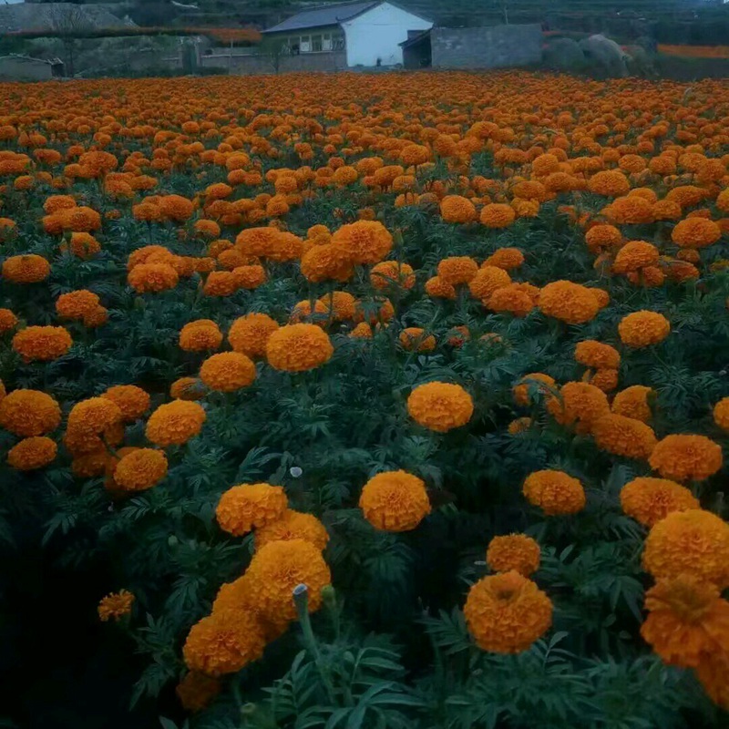 萬(wàn)壽菊