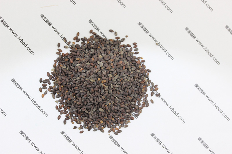 <a href='http://m.fscangbo.com/caohuazhongzi/1626.html' target='_blank'>鼠尾草種子</a>
