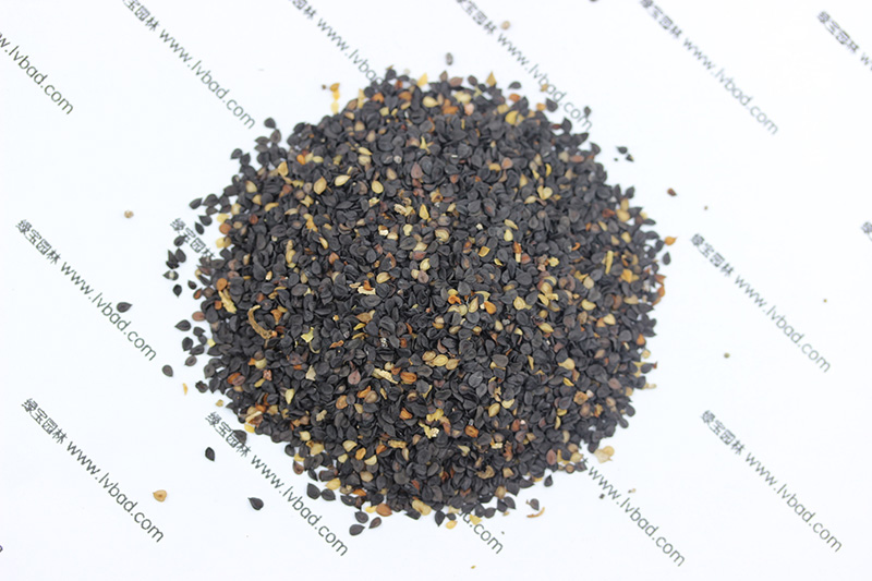 <a href='http://m.fscangbo.com/caohuazhongzi/97045.html' target='_blank'>石竹</a><a href='http://m.fscangbo.com/' target='_blank'>種子</a>