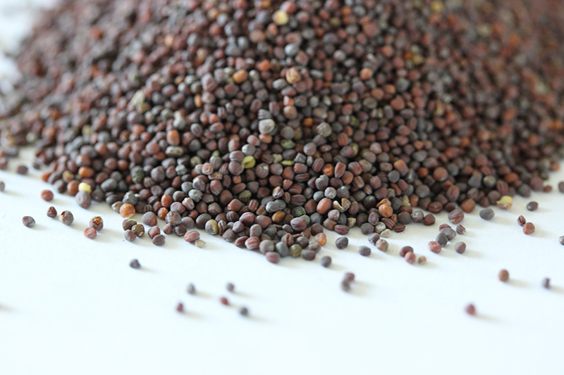 油菜<a href='http://m.fscangbo.com/' target='_blank'>種子</a>