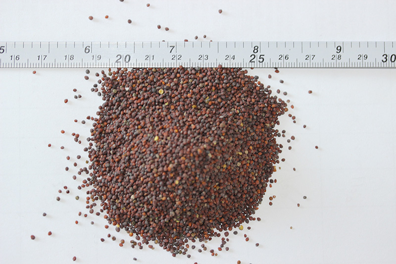 <a href='http://m.fscangbo.com/caohuazhongzi/17855.html' target='_blank'>油菜種子</a>