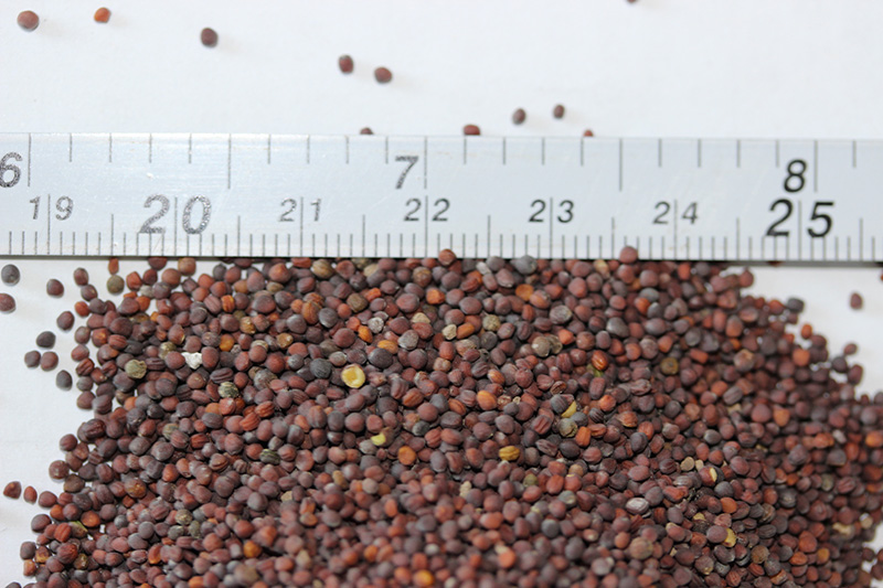 <a href='http://m.fscangbo.com/caohuazhongzi/17855.html' target='_blank'>油菜種子</a>