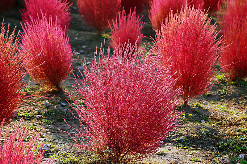 <a href='http://m.fscangbo.com/caohuazhongzi/16600.html' target='_blank'>紅葉地膚</a>植株圖片