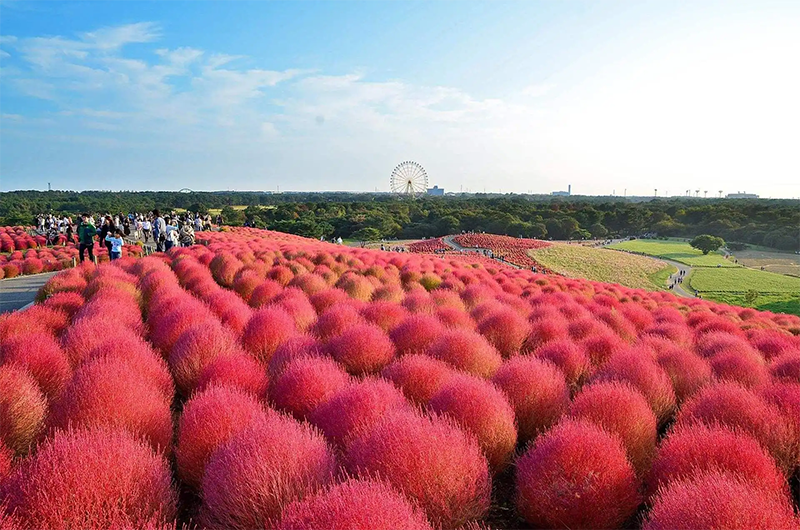 紅葉<a href='http://m.fscangbo.com/caohuazhongzi/1041.html' target='_blank'>地膚</a>植株圖片