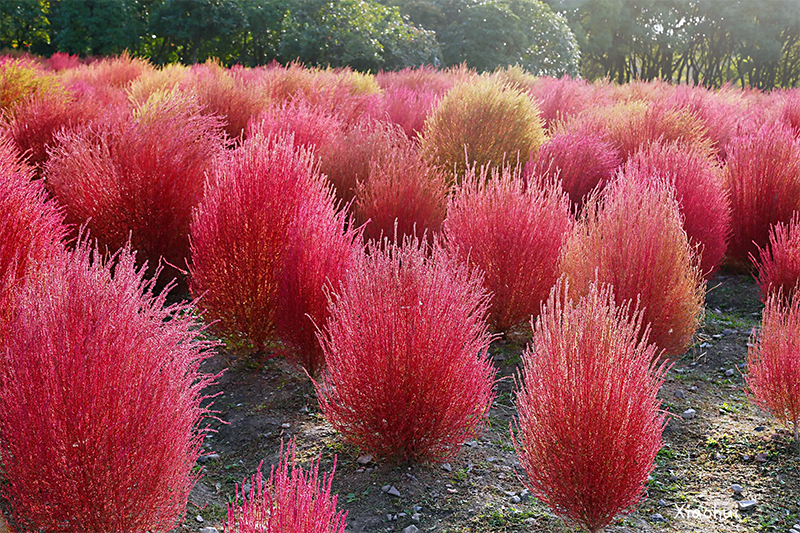 <a href='http://m.fscangbo.com/caohuazhongzi/16600.html' target='_blank'>紅葉地膚</a>植株圖片