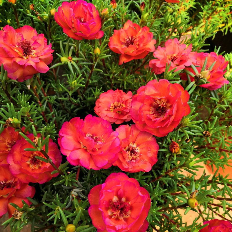 <a href='http://m.fscangbo.com/caohuazhongzi/16045.html' target='_blank'>太陽花種子</a>