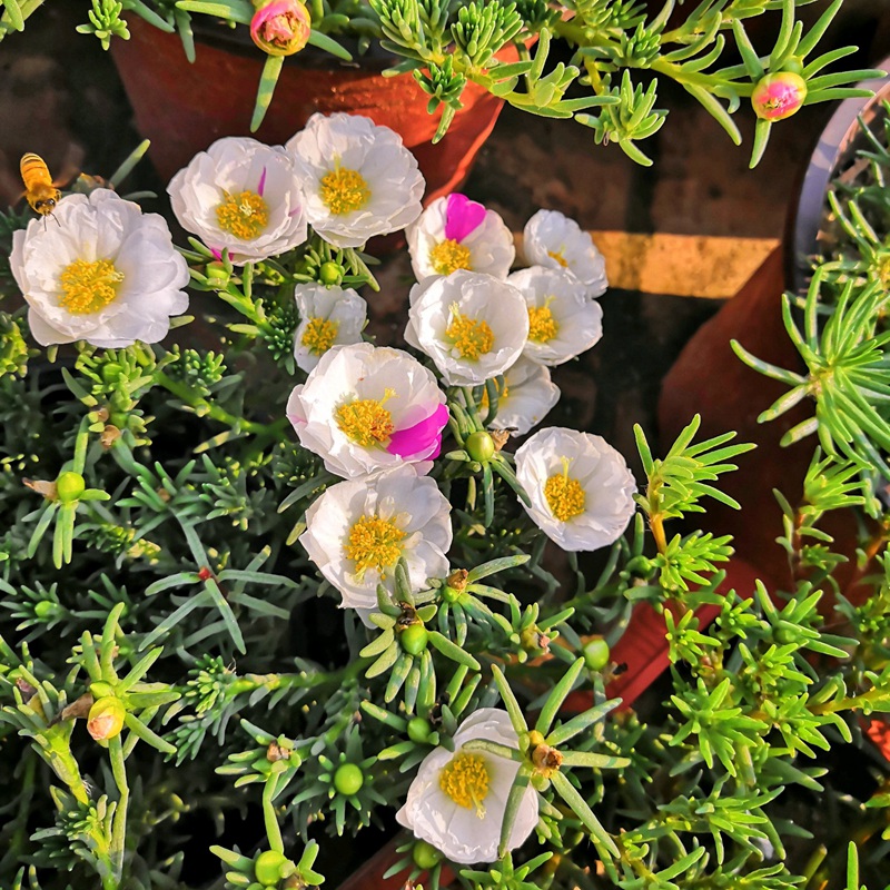 <a href='http://m.fscangbo.com/caohuazhongzi/16045.html' target='_blank'>太陽花種子</a>