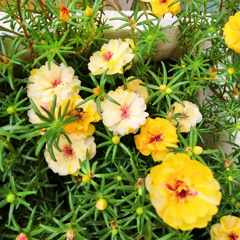 太陽花<a href='http://m.fscangbo.com/' target='_blank'>種子</a>