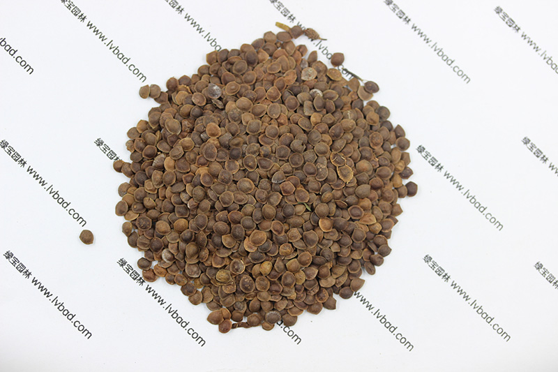 <a href='http://m.fscangbo.com/caohuazhongzi/1058.html' target='_blank'>含羞草</a><a href='http://m.fscangbo.com/' target='_blank'>種子</a>
