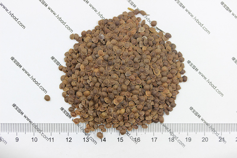 <a href='http://m.fscangbo.com/caohuazhongzi/1058.html' target='_blank'>含羞草種子</a>