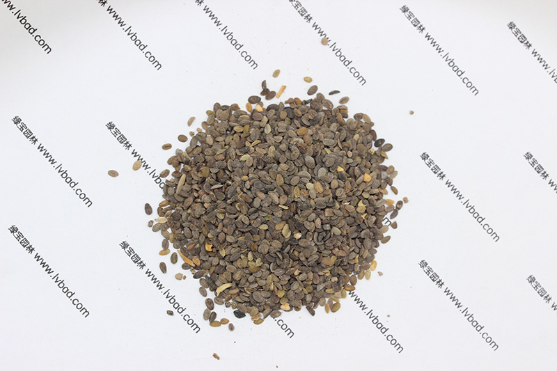 福祿考<a href='http://m.fscangbo.com/' target='_blank'>種子</a>