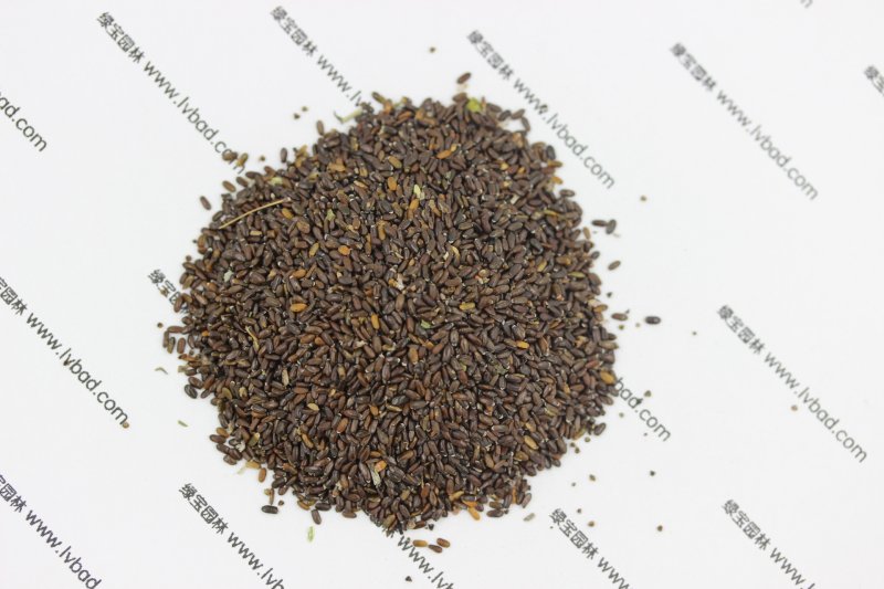 <a href='http://m.fscangbo.com/caohuazhongzi/1645.html' target='_blank'>薰衣草</a><a href='http://m.fscangbo.com/' target='_blank'>種子</a>