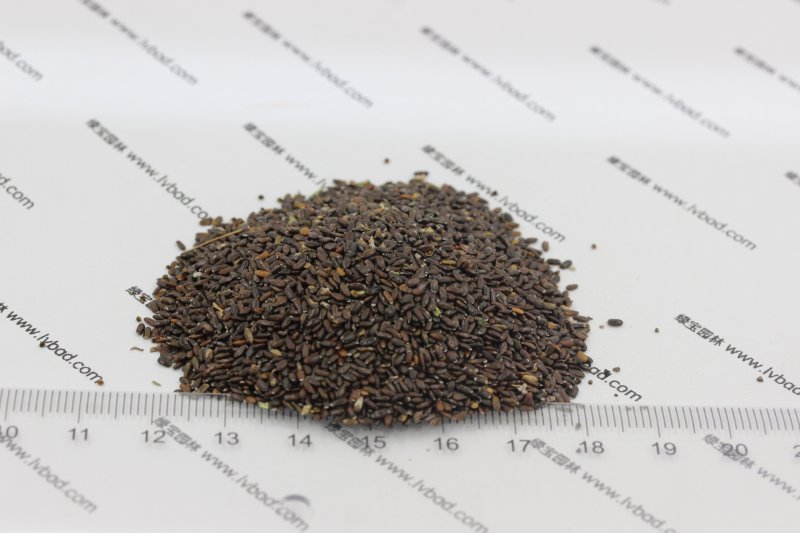 <a href='http://m.fscangbo.com/caohuazhongzi/1645.html' target='_blank'>薰衣草種子</a>