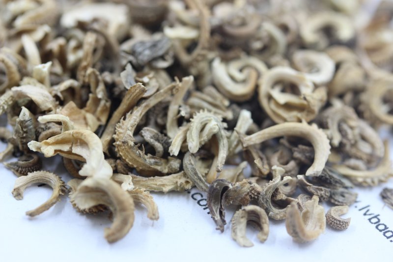 <a href='http://m.fscangbo.com/caohuazhongzi/1571.html' target='_blank'>金盞菊</a><a href='http://m.fscangbo.com/' target='_blank'>種子</a>圖片