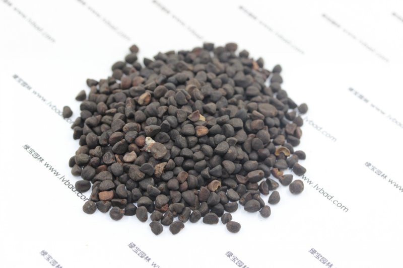 <a href='http://m.fscangbo.com/caohuazhongzi/1613.html' target='_blank'>牽?；?/a><a href='http://m.fscangbo.com/' target='_blank'>種子</a>