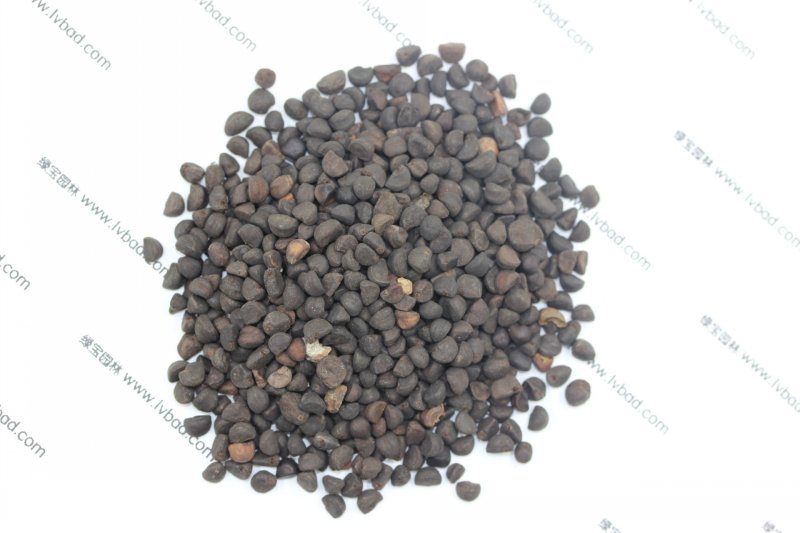 <a href='http://m.fscangbo.com/caohuazhongzi/1613.html' target='_blank'>牽?；ǚN子</a>