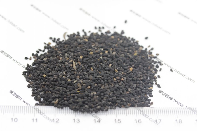 <a href='http://m.fscangbo.com/caohuazhongzi/1061.html' target='_blank'>黑種草種子</a>