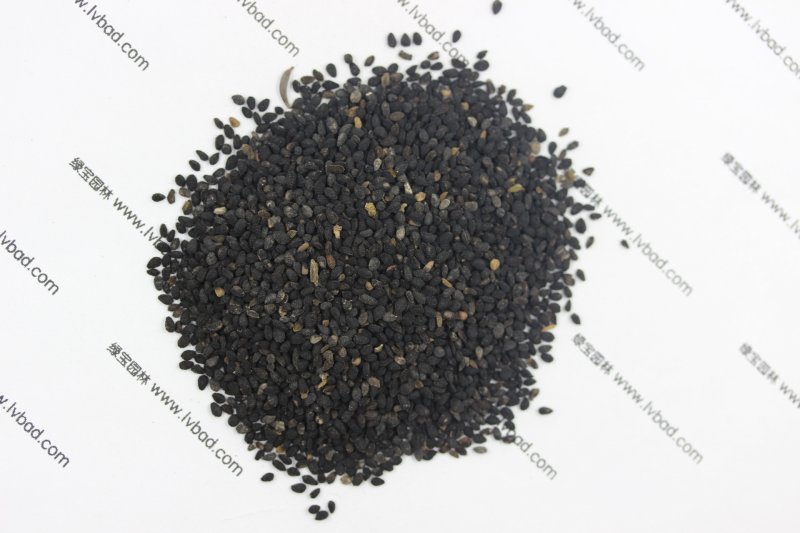<a href='http://m.fscangbo.com/caohuazhongzi/1061.html' target='_blank'>黑種草種子</a>