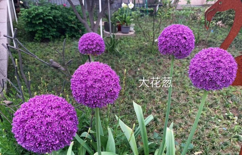 采收<a href='http://m.fscangbo.com/caohuazhongzi/1035.html' target='_blank'>大花蔥種球</a>
