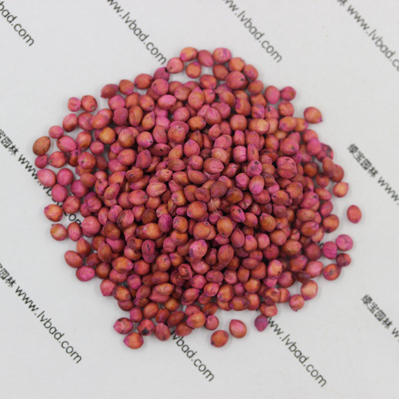 <a href='http://m.fscangbo.com/mucaozhongzi/4.html' target='_blank'>高丹草</a><a href='http://m.fscangbo.com/' target='_blank'>種子</a>