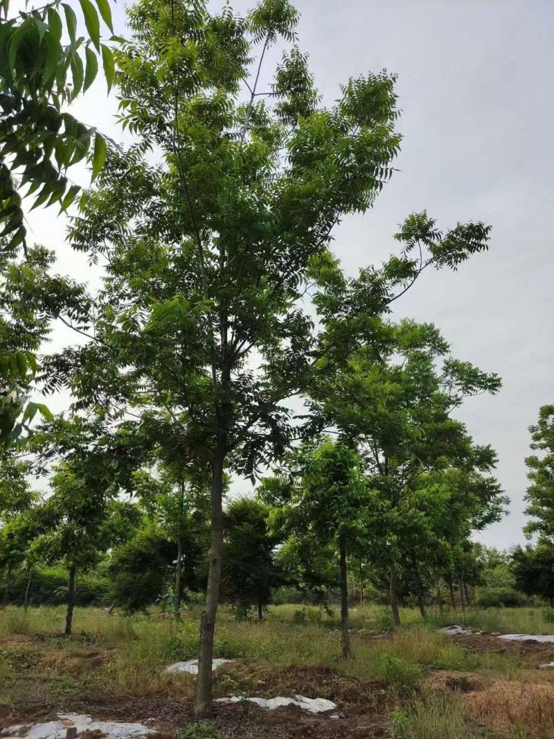 核<a href='http://m.fscangbo.com/linmuzhongzi/1723.html' target='_blank'>桃樹</a>