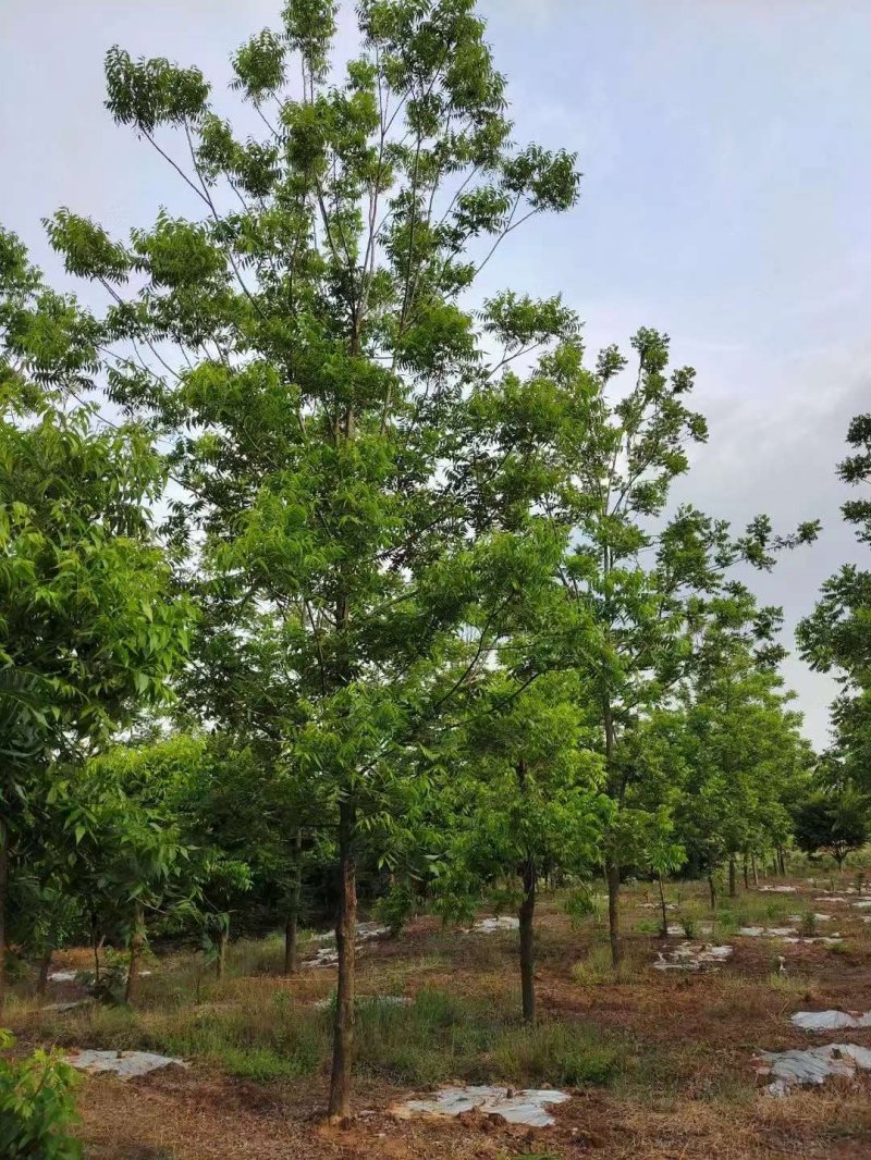 核<a href='http://m.fscangbo.com/linmuzhongzi/1723.html' target='_blank'>桃樹</a>