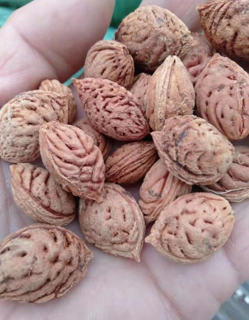 <a href='http://m.fscangbo.com/guoshuzhongzi/1877.html' target='_blank'>毛桃種子</a>