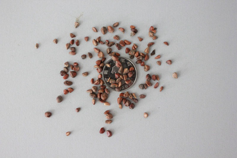 <a href='http://m.fscangbo.com/linmuzhongzi/1700.html' target='_blank'>月季花種子</a>和一元硬幣對(duì)比圖片