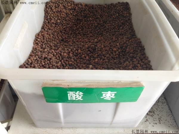 <a href='http://m.fscangbo.com/guoshuzhongzi/1883.html' target='_blank'>酸棗</a><a href='http://m.fscangbo.com/' target='_blank'>種子</a>圖片