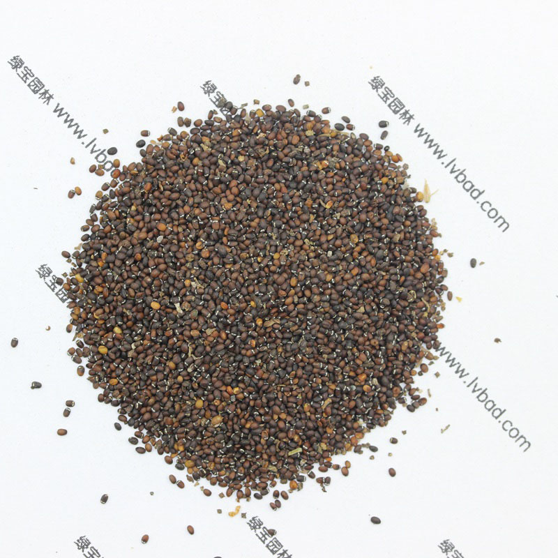 <a href='http://m.fscangbo.com/caohuazhongzi/1023.html' target='_blank'>薄荷</a><a href='http://m.fscangbo.com/' target='_blank'>種子</a>
