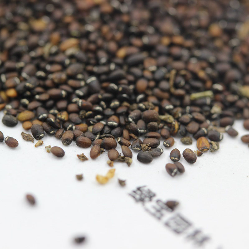 <a href='http://m.fscangbo.com/caohuazhongzi/1023.html' target='_blank'>薄荷種子</a>