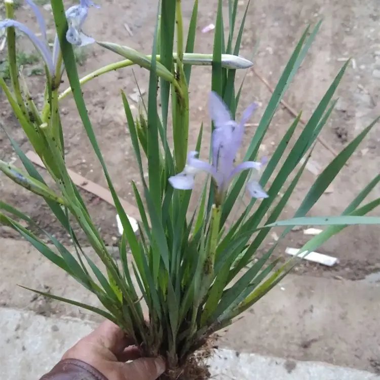 <a href='http://m.fscangbo.com/caobenzhiwu/3383.html' target='_blank'>馬蘭花</a>杯苗容器苗