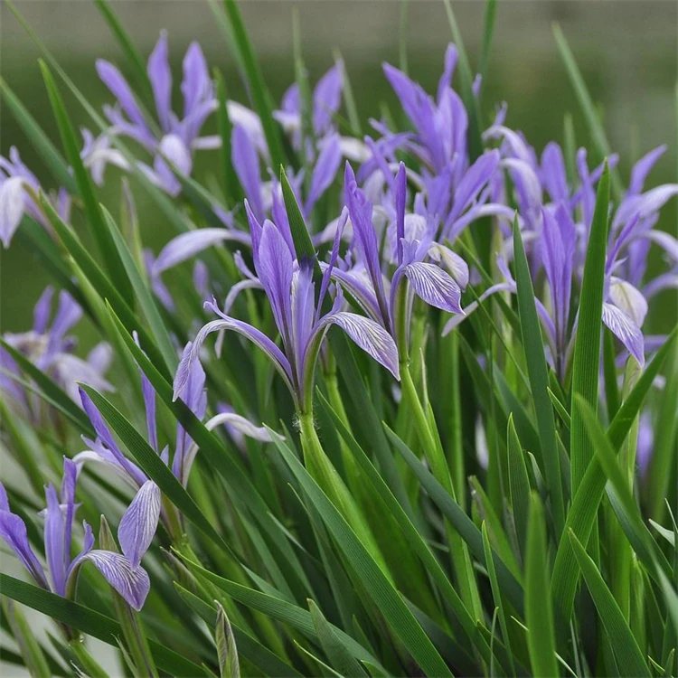 <a href='http://m.fscangbo.com/caohuazhongzi/1591.html' target='_blank'>馬蘭</a>花杯苗容器苗