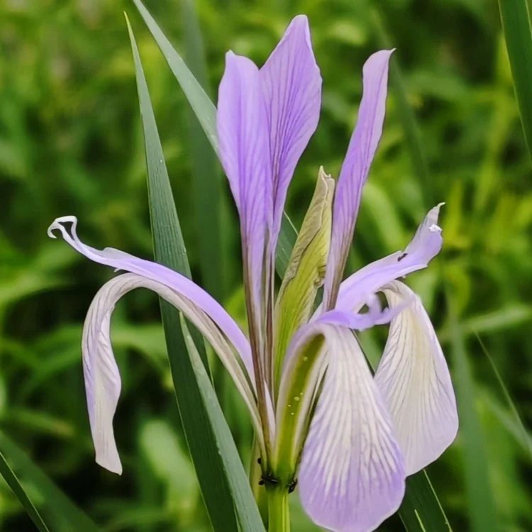 <a href='http://m.fscangbo.com/caobenzhiwu/3383.html' target='_blank'>馬蘭花</a>杯苗容器苗