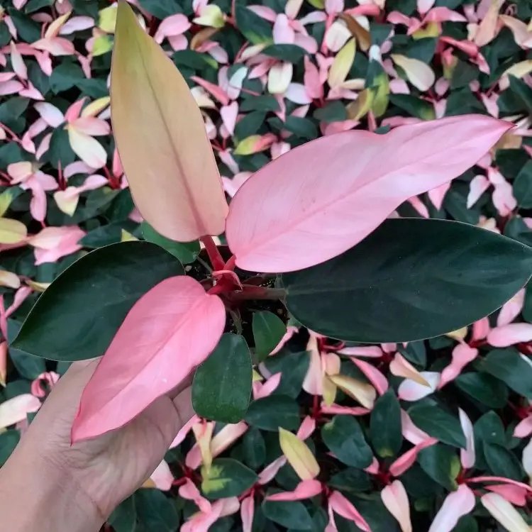 蔓<a href='http://m.fscangbo.com/caohuazhongzi/1572.html' target='_blank'>錦葵</a>杯苗容器苗