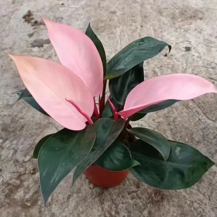 蔓<a href='http://m.fscangbo.com/caohuazhongzi/1572.html' target='_blank'>錦葵</a>杯苗容器苗