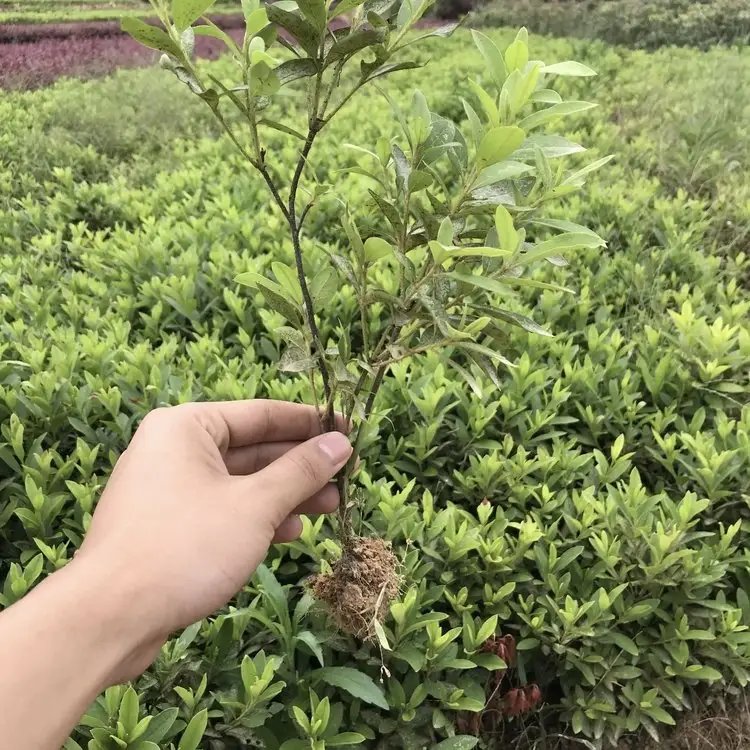 <a href='http://m.fscangbo.com/dibeiguanmu/3523.html' target='_blank'>毛鵑</a>杯苗容器苗毛球裸根