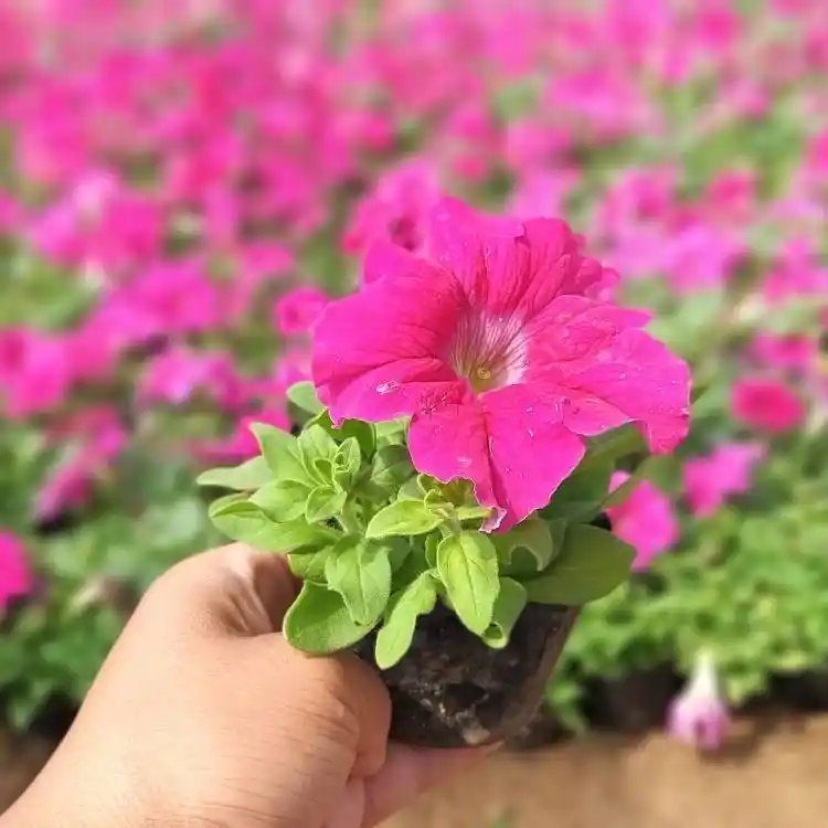 玫紅<a href='http://m.fscangbo.com/caohuazhongzi/1613.html' target='_blank'>牽牛花</a>杯苗容器苗