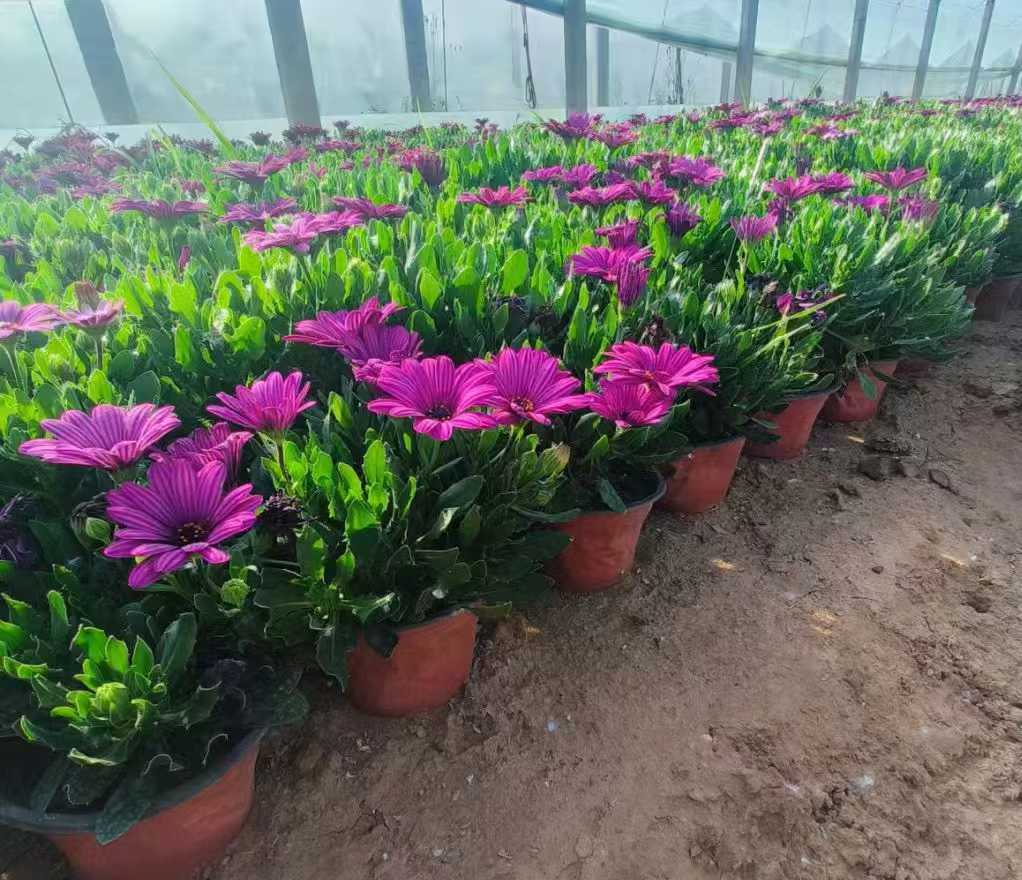 非洲<a href='http://m.fscangbo.com/caohuazhongzi/1631.html' target='_blank'>萬壽菊</a>2.jpg